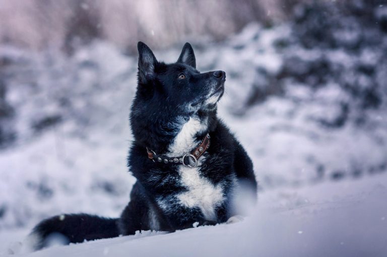 Hund im Schnee vor Photoshop