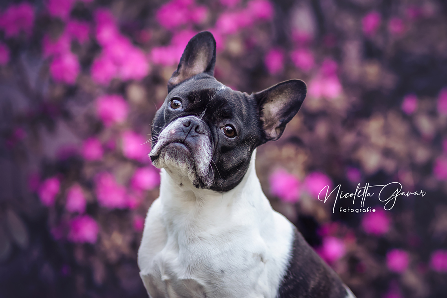 Französische Bulldogge vor rosa Blütenstrauch