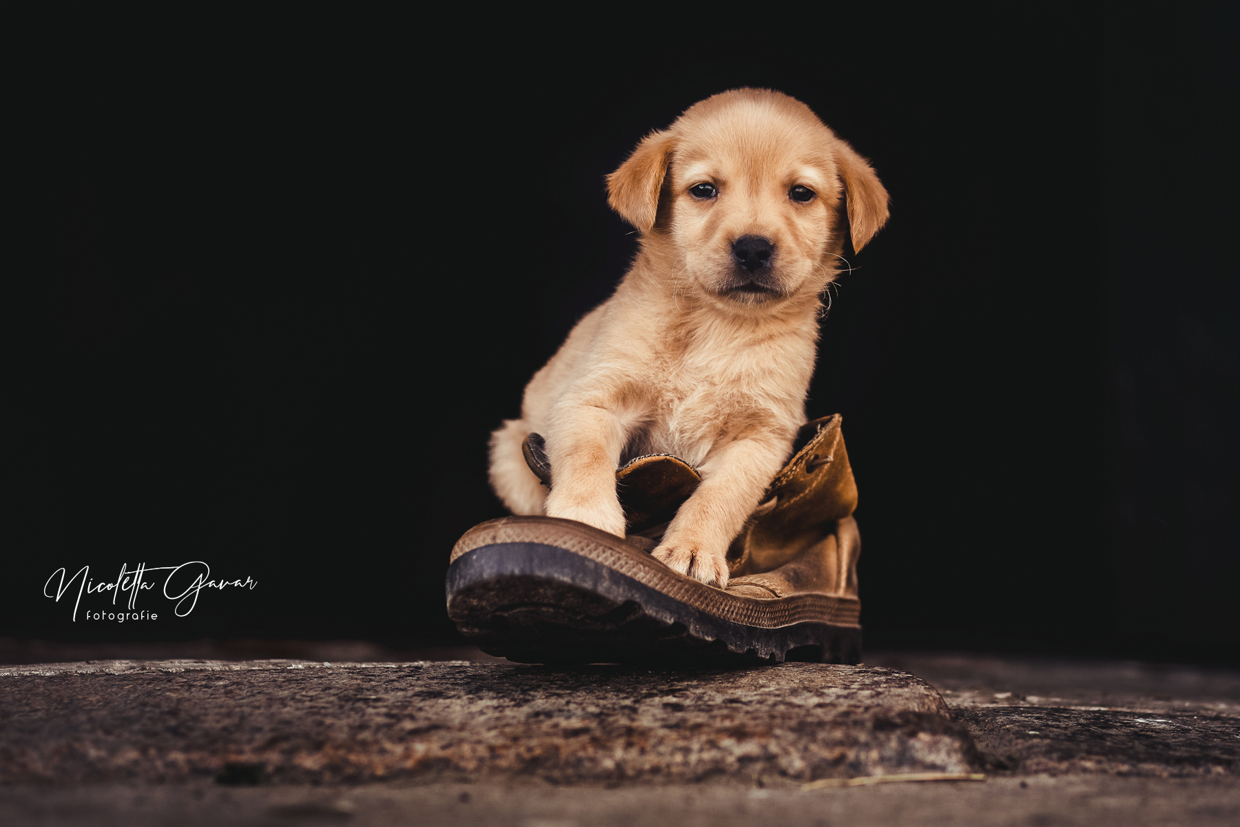 Labrador Welpe auf einem alten Schuh