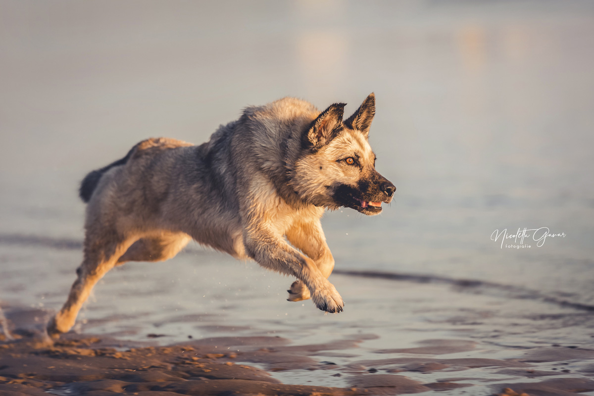 Hund rennt am Strand