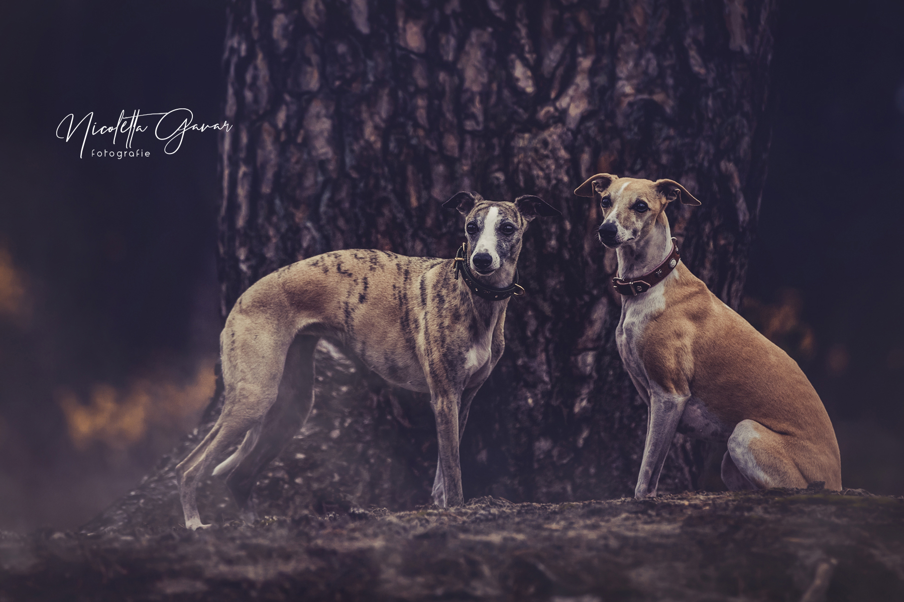 Zwei Windhunde vor einem dicken Baumstamm