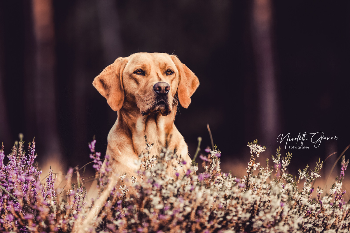 Labrador Mia sitzt hinter Heide