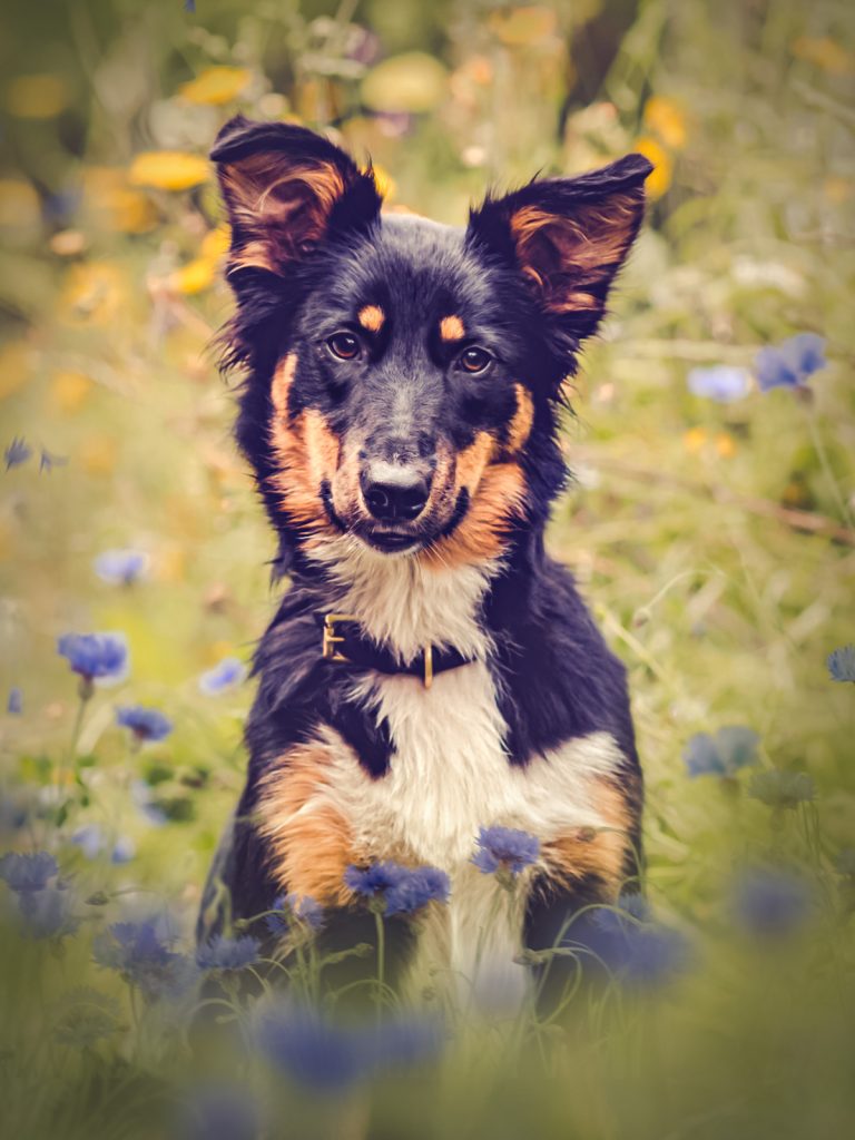 Hundeportrait Lucy in Kornblumen