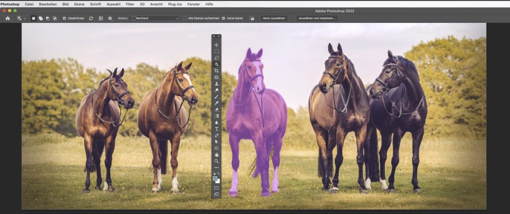 Objektauswahl Werkzeug Photoshop im Pferdebild