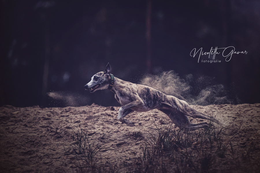Windhund Quba rennt durch die Sandberge