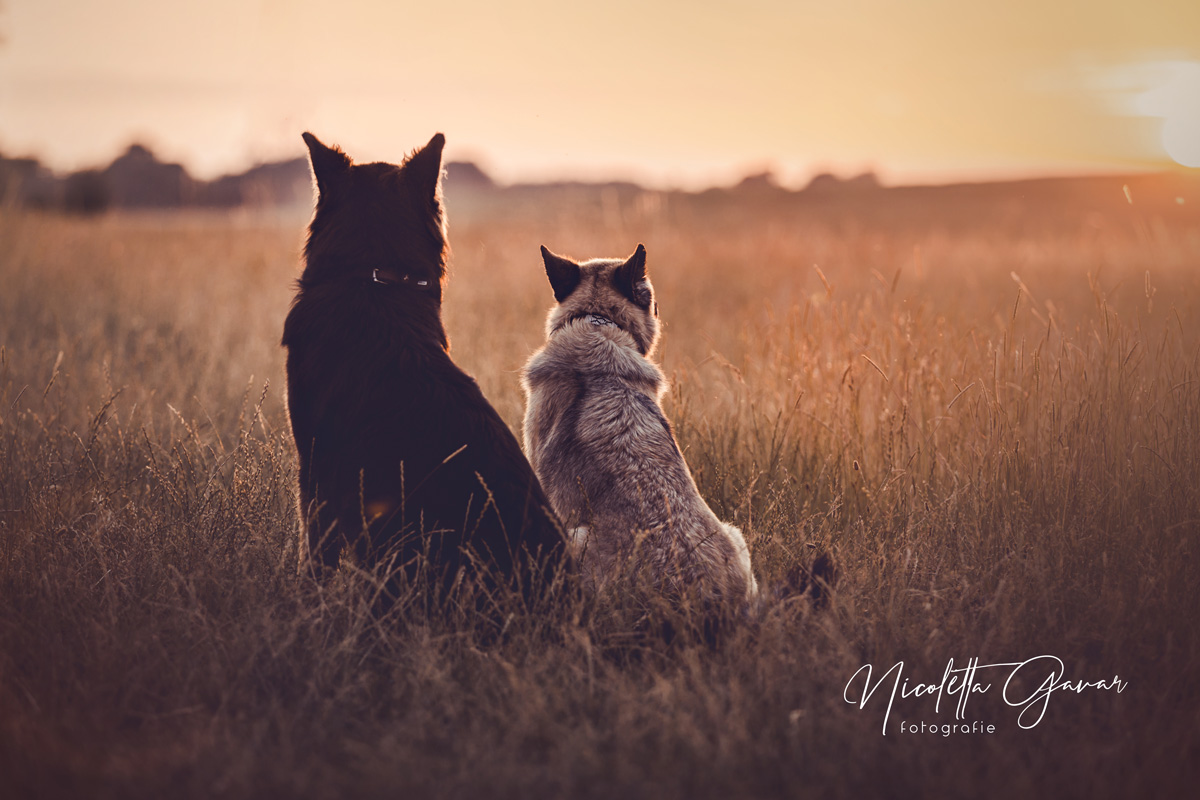 Schäferhunde Flens und Mike im Sonnenuntergang
