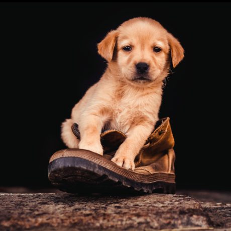 Labrador Welpe auf einem Schuh